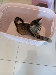 Photo de galerie - Garde chat