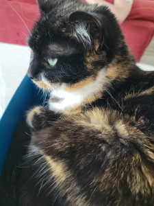 Photo de galerie - Syvir chatte tricolore de 12 ans 