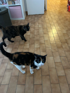 Photo de galerie - Garde Chat couple de femelles ??