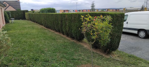 Photo de galerie - Taille de haies 