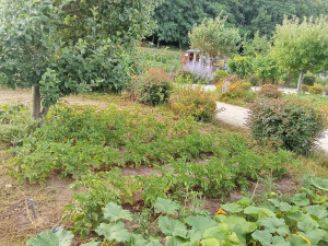 Photo de galerie - Plantation de légume résultats après 