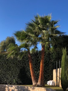 Photo de galerie - Nettoyage et remontée de 3 palmiers