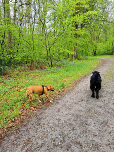 Photo de galerie - Garde chien