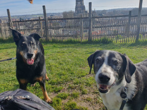Photo de galerie - J'ai pris soins de Maïa et Cosmos lors de la convalescence de leur maitresse. Très grande balade chaque jour au programme et des tonnes de caresses ?