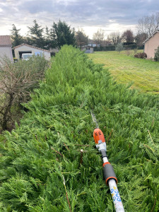 Photo de galerie - Taille de haie de 50 mètres linéaire de thuyas 