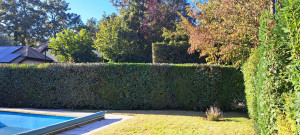 Photo de galerie - Taille de haies et d'arbustes