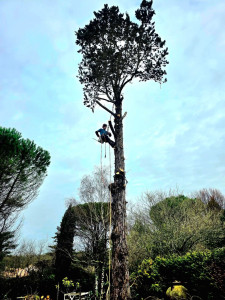 Photo de galerie - Elagage et coupe d'arbres