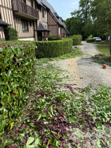 Photo de galerie - Taille de haie 