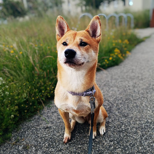 Photo de galerie - Ma chienne Haru