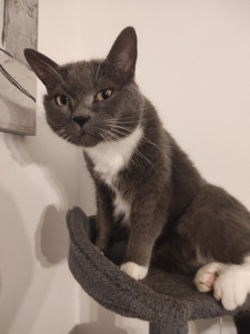 Photo de galerie - Bonjour, je suis habituée à garder tout types d'animaux, j'ai déjà eu l'occasion d'avoir des hamsters, des poissons, des chiens, des chats.. 
j'adore les animaux 