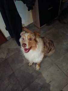 Photo de galerie - Petite berger australien 