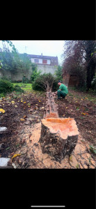 Photo de galerie - Abattage d’arbre 