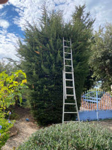 Photo de galerie - Taille cyprès 