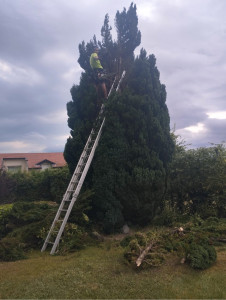 Photo de galerie - Elagage et coupe d'arbres