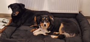 Photo de galerie - Garde de L'Winn et Joy