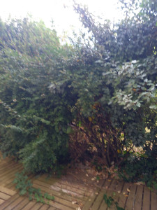 Photo de galerie - Avant 