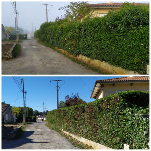 Photo de galerie - Taille de haies et d'arbustes