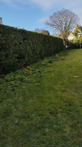 Photo de galerie - Taille haie de cyprès 

