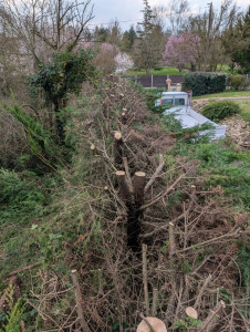 Photo de galerie - Abattage une haie de 5 m réduit de moitié avec évacuation