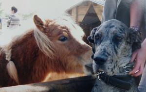 Photo de galerie - Toujours en dressage,  éducation canine avec un dogue allemand 