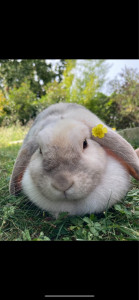 Photo de galerie - Garde animaux 