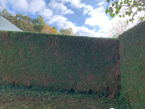 Photo de galerie - Taille de tuya