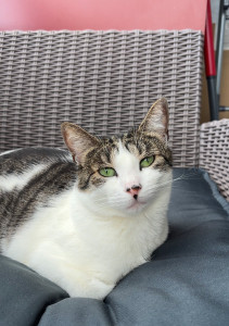 Photo de galerie - Spoon, petite chatte européenne de 3 ans avec beaucoup d'anxiété.