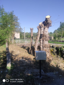 Photo de galerie - Elagage bord de riviere