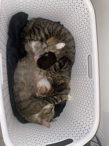 Photo de galerie - Ce sont mes chats et mes chatons