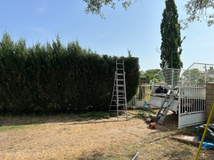 Photo de galerie - Taille d’une haie de thuya