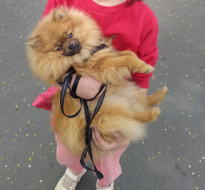 Photo de galerie - Garde de chien de différents gabarits. 
garde à domicile sur 1 ou plusieurs jours. plusieurs ballades par jours, présence continue. 