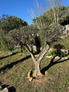 Photo de galerie - Taille d’un Olivier 