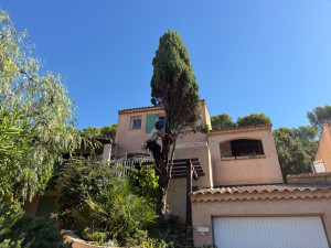Photo de galerie - Abattage d’un cyprès à la Seyne-sur-Mer