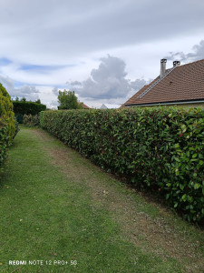 Photo de galerie - Taille de haie de photinia 
