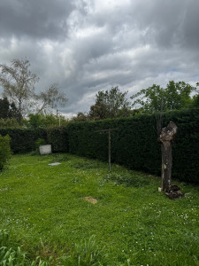 Photo de galerie - Taille de haie 