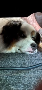 Photo de galerie - Garde animaux