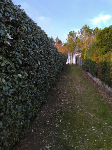 Photo de galerie - Taille de haies et d'arbustes