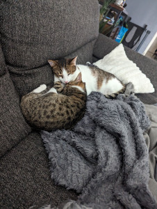 Photo de galerie - Deux minous bien à la maison 