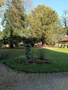 Photo de galerie - Taille et entretien arbuste et désherbage régulier  