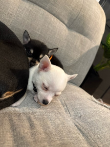 Photo de galerie - Yuna et Moon deux sœurs