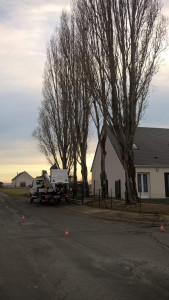 Photo de galerie - Abattage d'arbres 
