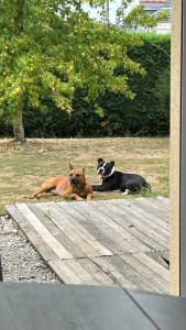 Photo de galerie - Tarzan et Sandro, en vacances chez nous pendant 4 jours. 