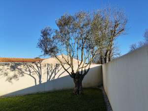 Photo de galerie - Elagage et coupe d'arbres