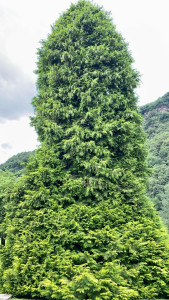 Photo de galerie - Abattage d’un sapin de 20m