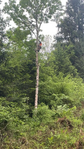 Photo de galerie - Élagage bûcheron débroussailleuse