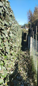 Photo de galerie - Taille et élimination. 