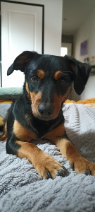 Photo de galerie - Garde chien