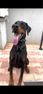Photo de galerie - Urus magnifique Doberman avec qui j'ai fait une période d'essai pour une garde à venir.