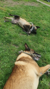 Photo de galerie - Boss et Elia, 2 adorable Malinois que je gardais à leurs domicile ?