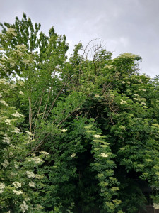 Photo de galerie - Elagage et coupe d'arbres